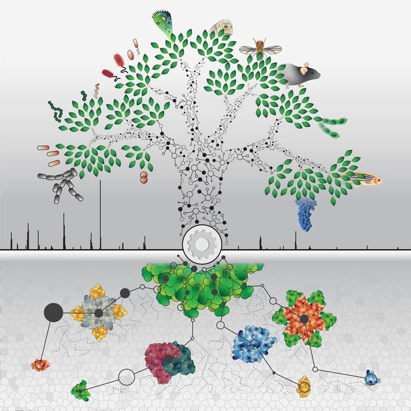 All living organisms are evolutionarily related. The analysis of the proteomes of 100 different organisms from all life domains provides a high amount of new molecular information. 