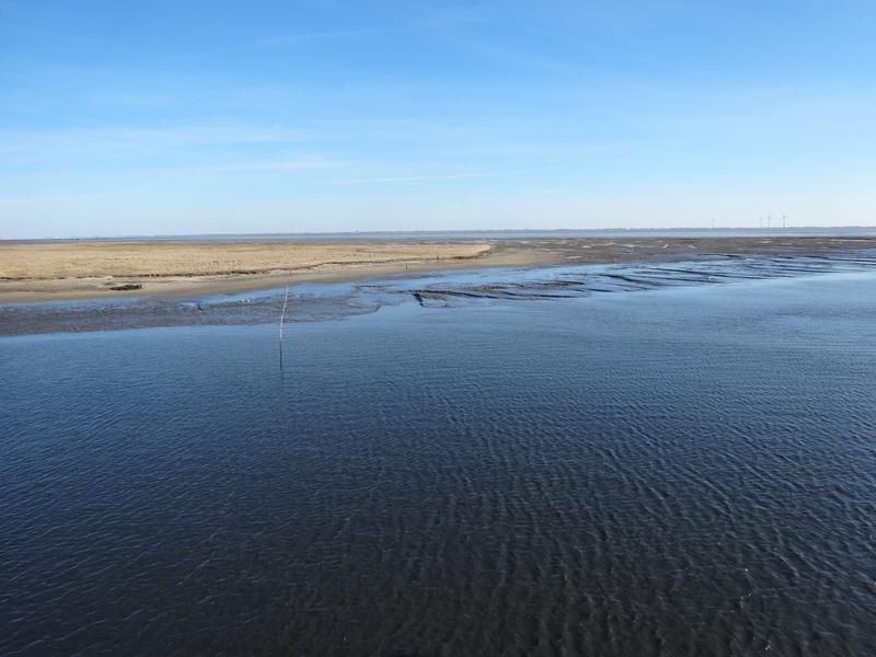 Das niedersächsische Wattenmeer ist eine der Regionen, die im Mittelpunkt des internationalen Projekts "MARISCO" stehen. Das Helmholtz-Institut für funktionelle Marine Biodiversität an der Universität Oldenburg leitet das Vorhaben.