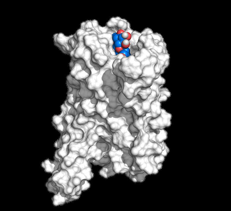 Modell des Bitterrezeptors TAS2R43 ohne extrazelluläre Domäne (Seitenansicht). In der Bindungstasche befindet sich ein Modell des Bitterstoffs Mozambiosid (blau). 