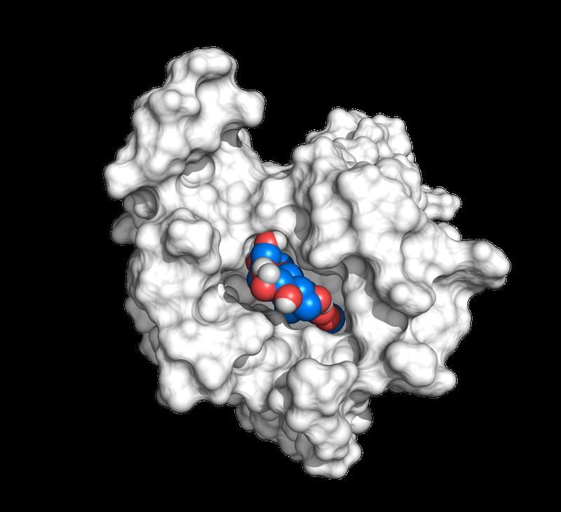 Model of the bitter receptor TAS2R43 without extracellular domain (top view). Within the binding pocket: model of the bitter substance mozambioside (blue).