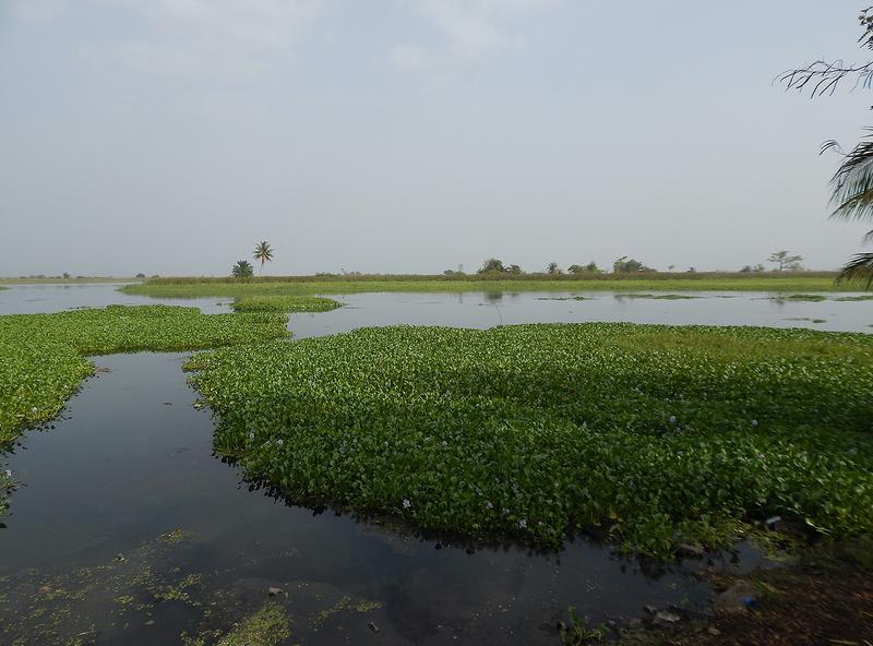 Die Wasserhyazinthen verursachen auf dem Volta-Fluss schwere ökologische und wirtschaftliche Schäden. Das Projekt zielt auf die Biogaserzeugung aus den Pflanzen ab.