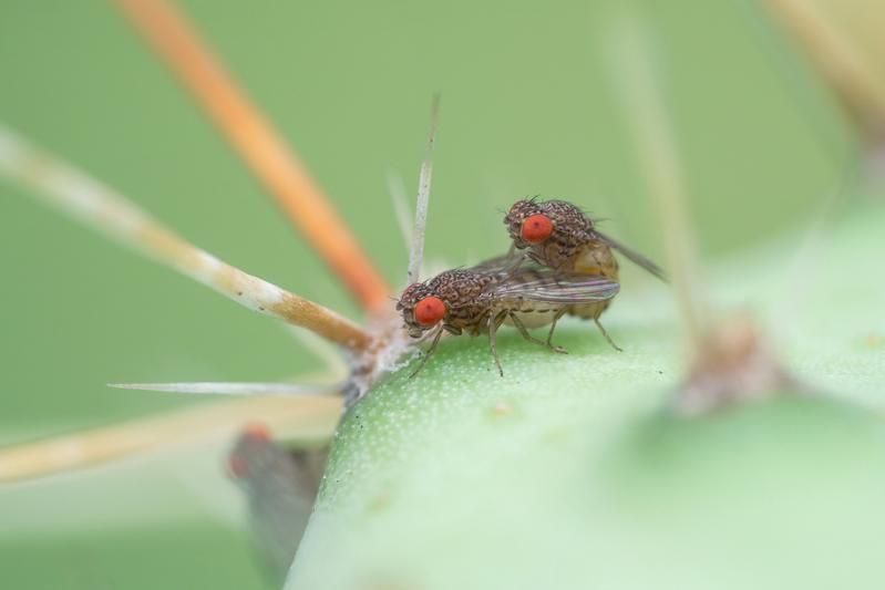 entstehen. (Science Advances, doi: 10.1126/sciadv.aba5279, Juni 2020). Männchen und Weibchen der Taufliege Drosophila mojavensis wrigleyi bei der Paarung. 