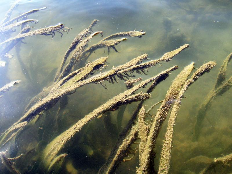 Small algae, which are fed by nitrogen-rich wastewater from aquaculture ponds, grow on the seagrass off the Chinese island of Hainan