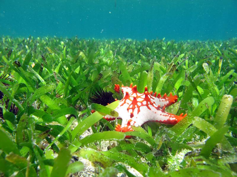 Largely healthy seagrass beds can still be found off Zanzibar 