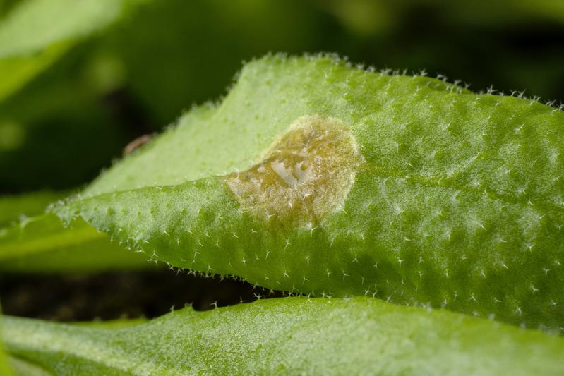 Weißfäule-Pilz Sclerotinia sclerotiorum auf Arabidopsis