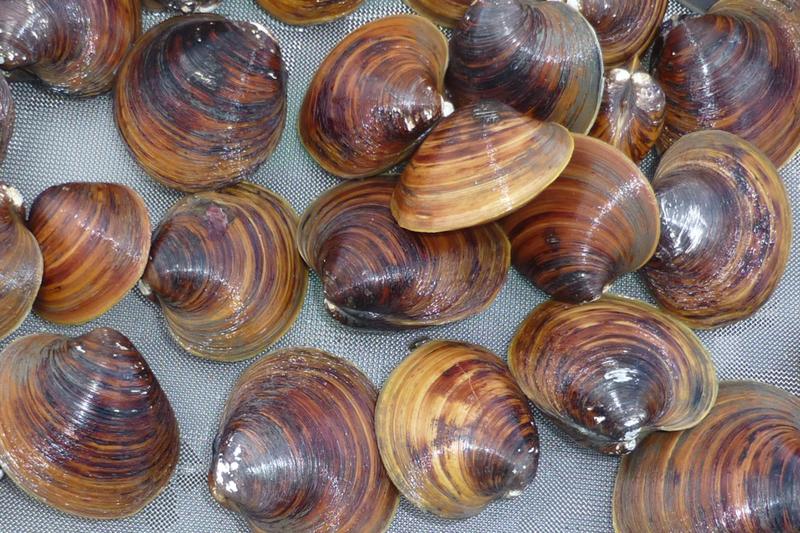 The Icelandic clam - Arctica islandica