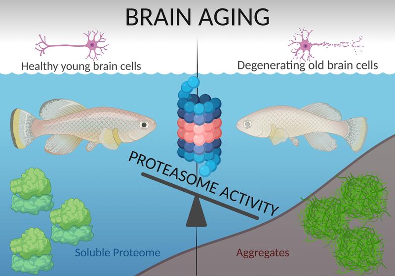 Decline of proteasome activity is an early event in brain aging, ultimately affecting other protein complexes. In old brains, ribosomes are not properly assembled and aggregate. 