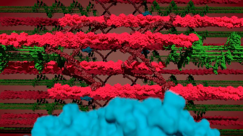 Dem Sarkomer beim Kontrahieren zuschauen – Myosin (grün), Aktin und die Z-Scheibe (rot) und BioID (blau).