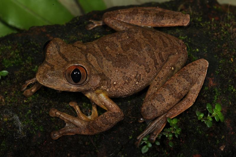 Eine von 47 Amphibienarten in dem untersuchten Gebiet: L. millsoni. Der Frosch ist mit etwa 8 Zentimeter Länge ein „Gigant“ in der afrikanischen Baumfroschgattung Leptopelis.