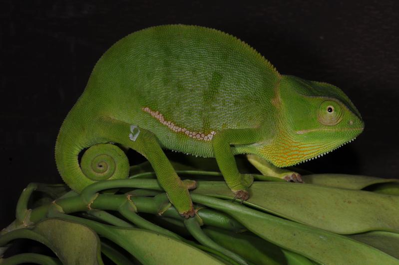 Die Chamäleonart Chamaeleo gracilis etiennei ist bislang noch weit verbreitet.