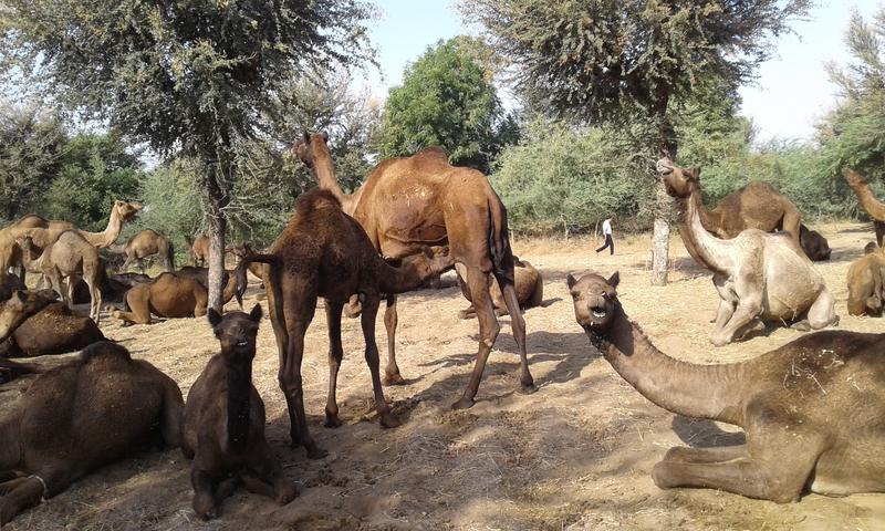 Dromedare in Indien