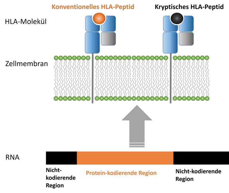 Abbildung 1: Schematische Darstellung der Entstehung und Präsentation von kryptischen Peptiden