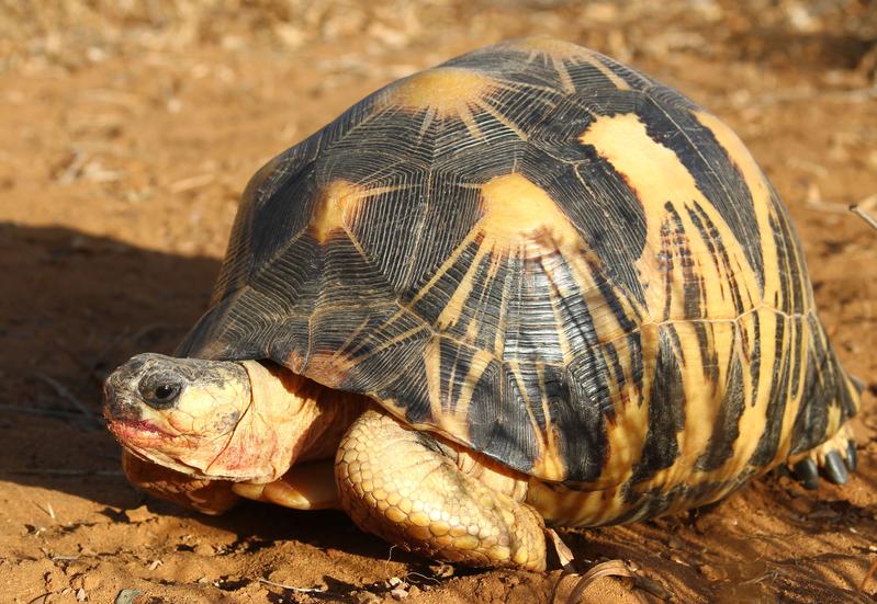 Aktuell brechen die Bestände der Madagaskar-Strahlenschildkröte durch den übermässigen Fang für den Tierhandel zusammen. 