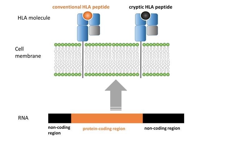 Figure 1: Schematic representation of the formation and presentation of cryptic peptides