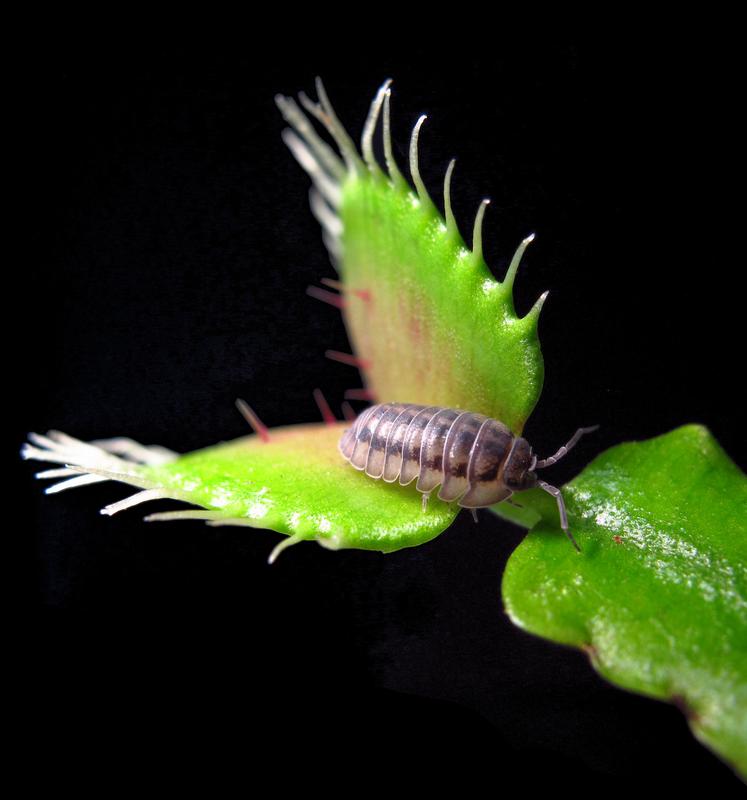 Venus flytrap with prey. 