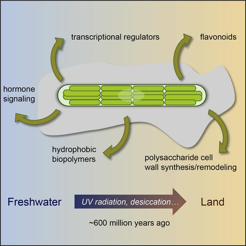 The adaptability to drought and high solar radiation enabled ornamental algae to colonize the land around 600 million years ago.