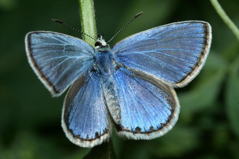 Der Stammbaum enthält auch Arten, die erst kürzlich mit Hilfe molekularer Methoden entdeckt worden sind. Ein Beispiel hierfür ist dieser Bläuling (Polyommatus celina).