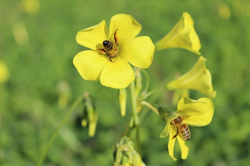   Oxalis pes-caprae oder auch Nickender Sauerklee ist heimisch in Südafrika. Er wurde for allem als Bienenweide für die Honigproduktion und als Zierpflanze in viele Regionen eingeführt. Heutzutage findet man ihn weltweit.