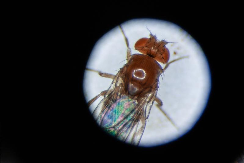 The fruit fly Drosophila melanogaster as seen in a microscope. 