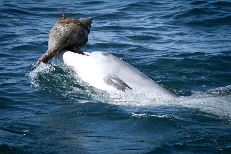 Adult dolphins learn new foraging techniques like "shelling" directly from their peers – similar as grate apes.