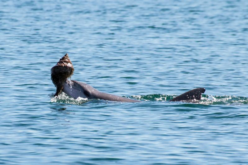 During “shelling”, dolphins trap fishes inside large empty gastropod shells. They are then brought to the surface and vigorously shaken so the fish falls into their open mouth.