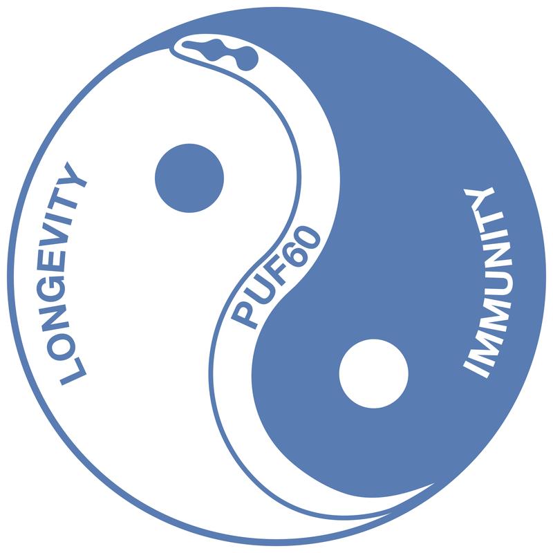 Artistic representation of PUF60 mediating a yin-yang like balance between immunity and longevity. 