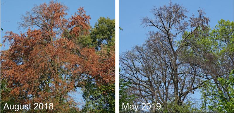 Premature leaf senescence of a beech tree during the 2018 event, followed by lacking leaf flushing and canopy dieback in the following year.