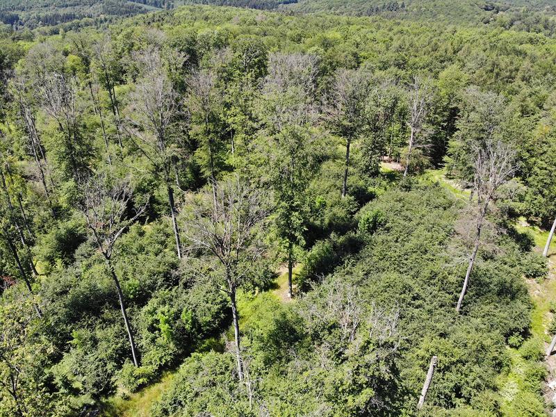  Dead old-growth beech trees in the forest of the University of Würzburg in the Steigerwald, 2019