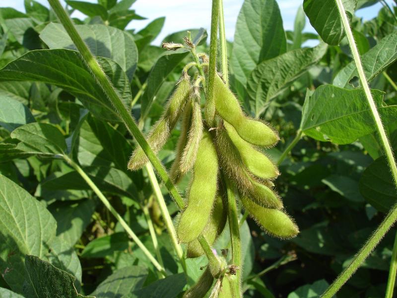 Soy plants produce glyceollins in response to pathogen attack such as fungi, bacteria or UV irradiation, in order to maintain their health.