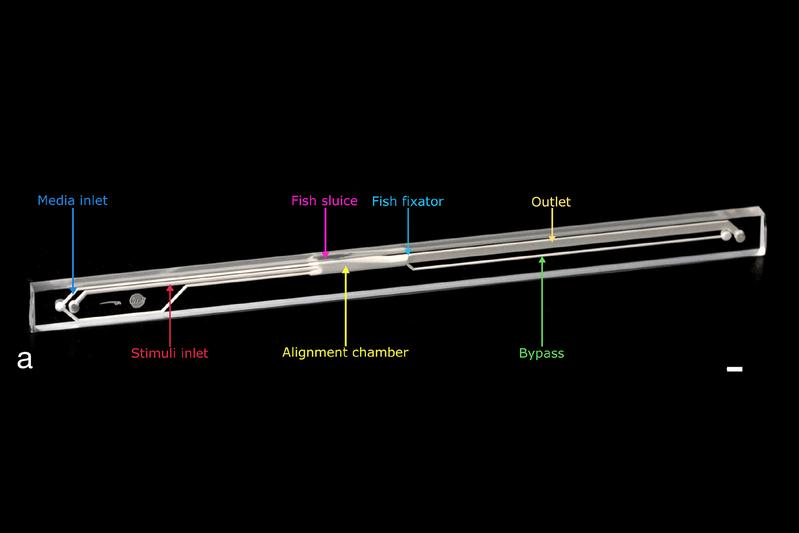 NeuroExaminer aus Glas: Die Schleuse, durch die die Zebrafischlarve in das System eingeführt wird, befindet sich links der Mitte (magentafarbener Pfeil). Weiße Maßstabsmarke unten rechts: ein Millimeter.