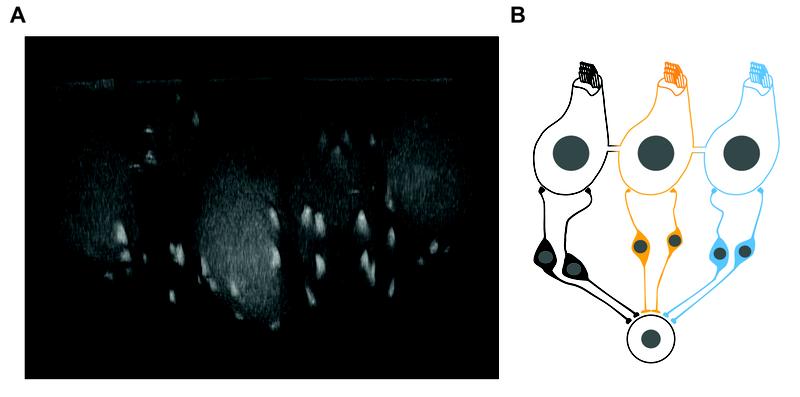 Gekoppelte Haarsinneszellen: (links) Fluoreszenzmikroskopische Aufnahme eines Zellverbands; (rechts) Zellverband von drei gekoppelten inneren Haarsinneszellen 