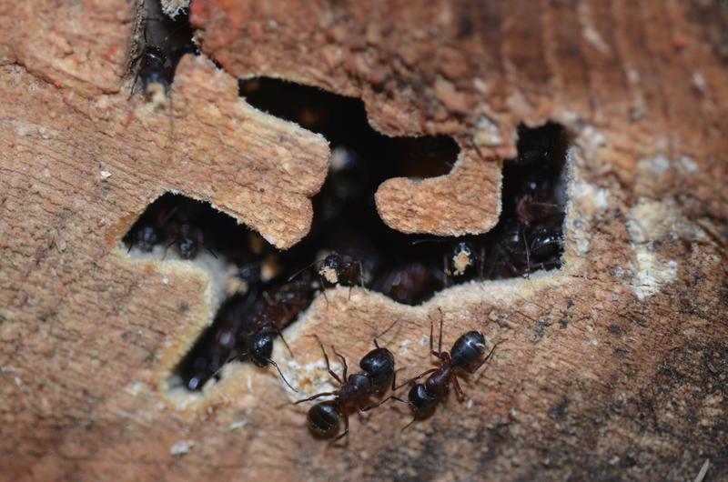 Manche Ameisenarten bauen ihre Nester in Totholz. Zurück bleiben teils papierdünne Zwischenwände.