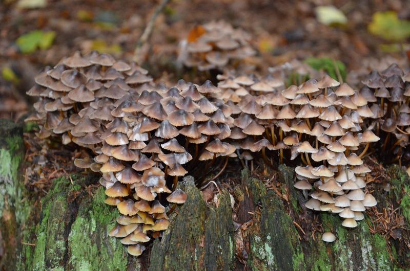 : Pilze sind sehr wichtig für den Abbau von Totholz. Dabei werden im Holz gebundene Nährstoffe wieder verfügbar gemacht. 