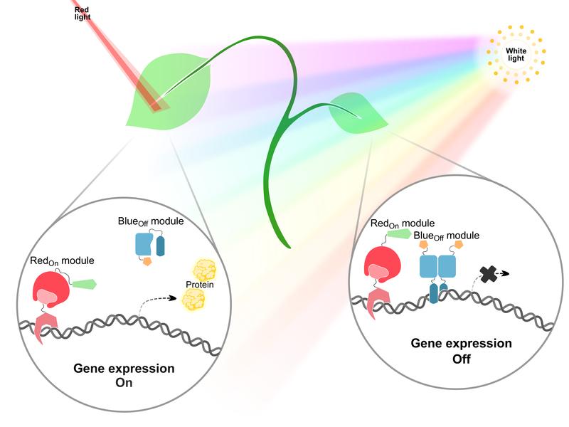 PULSE is an optogenetic tool enabling gene expression control in plants growing under normal day/night cycles. PULSE consists of two optogenetic switches with different light sensitivities