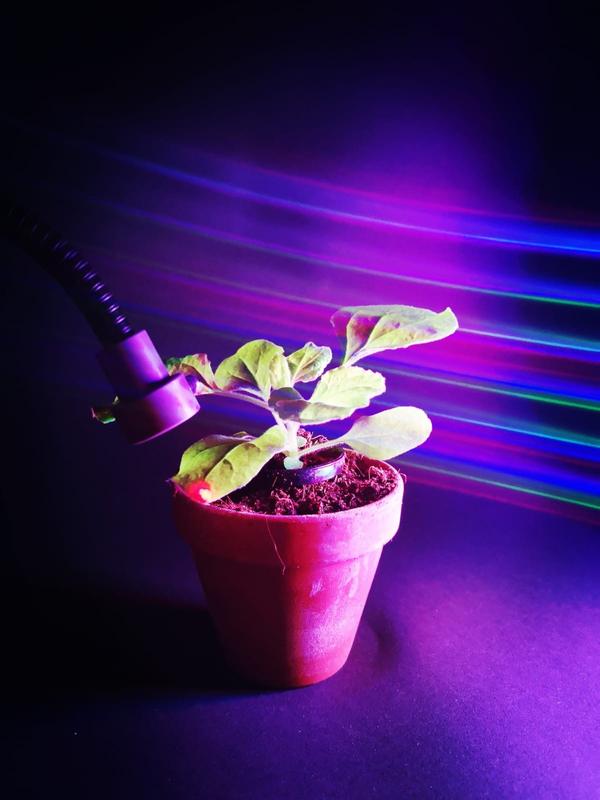 Optogenetics in plants. PULSE enables targeted and reversible gene expression control in plants in the presence of ambient light. 