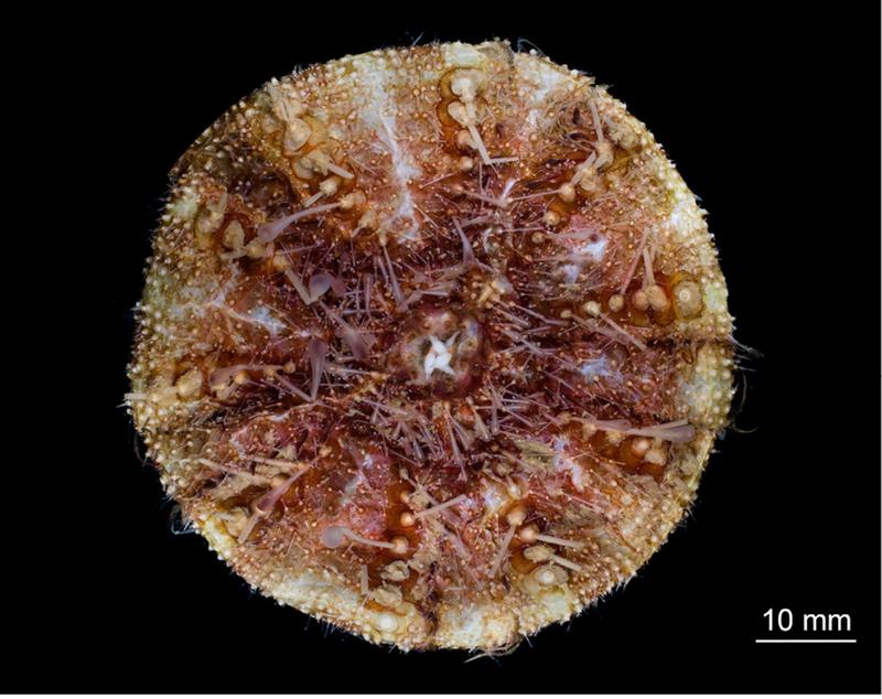 Seeigel wie dieser Tiefseebewohner der Art Kamptosoma abyssale produzieren während ihres Lebens Kalk und binden dabei Kohlenstoff aus dem Wasser. 