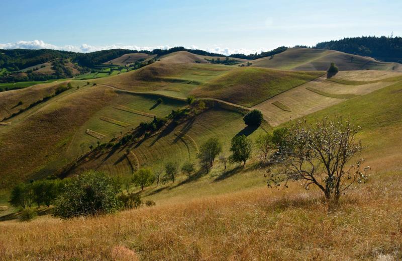 Mosaikartig gemanagte Magerrasen mit Altgrasstreifen im Zentralen Kaiserstuhl.