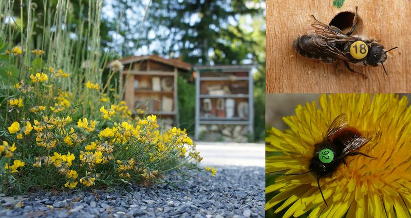 Um herauszufinden, wie weit Wildbienen natürlicherweise von ihren Nestern zu ihren Futterquellen fliegen, wurden im Botanischen Garten München-Nymphenburg hunderte von Wildbienen individuell markiert.