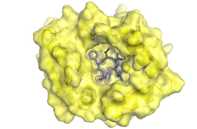 3D-Modell des Enzyms BotH