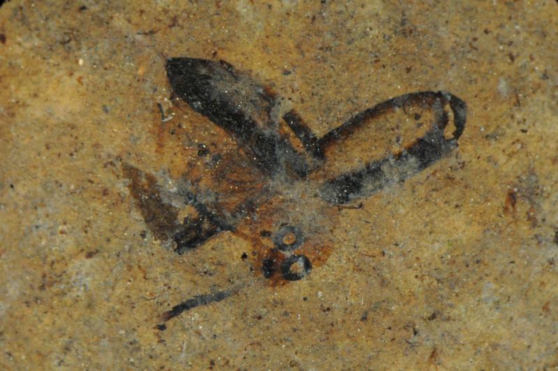 Im Flug „gefangen“: fossiler Käfer in exzellenter Erhaltung. 