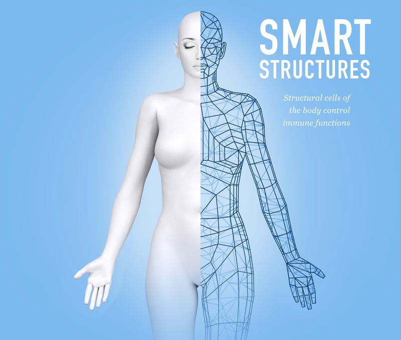 „Smart Structures“: CeMM-ForscherInnen entdecken eine zentrale Rolle von Strukturzellen für das Immunsystem und die Abwehr von Krankheitserregern.