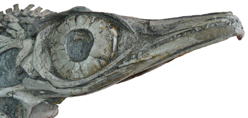 Close-up of the skull of the new ichthyosaur Hauffiopteryx altera