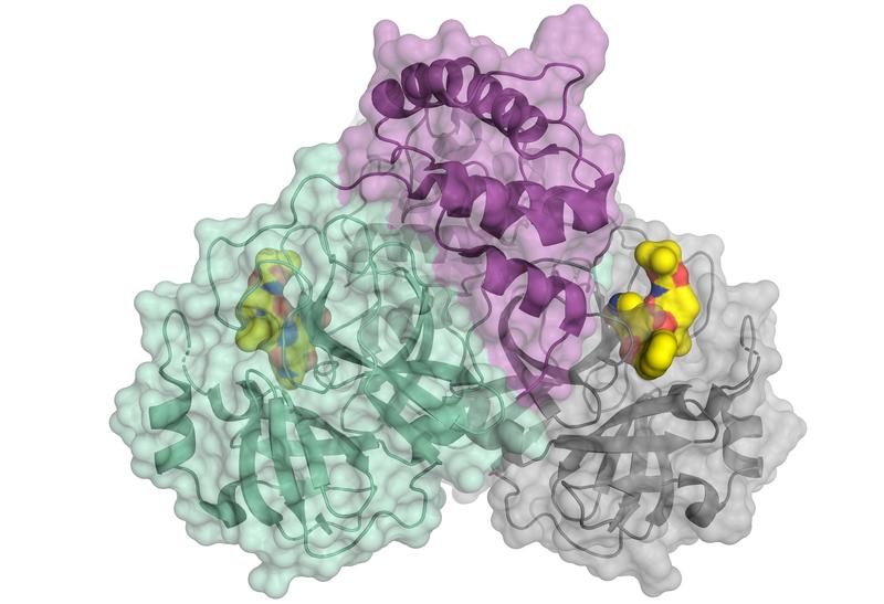 Schematische Darstellung der Coronavirus-Protease, eines wichtigen Schlüsselproteins, das an der Vermehrung der Viren beteiligt ist. Das kleine Molekül in gelb könnte als Ansatzpunkt für einen Wirkstoff dienen.