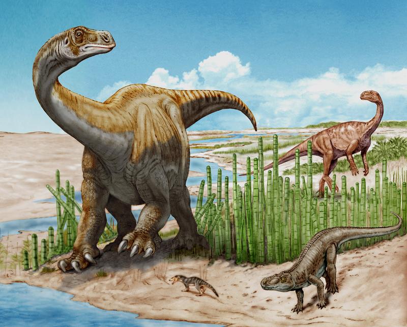 Im Vordergrund ist die neue Gattung, Schleitheimia, und rechts davon im Hintergrund ein Plateosaurus zu sehen.