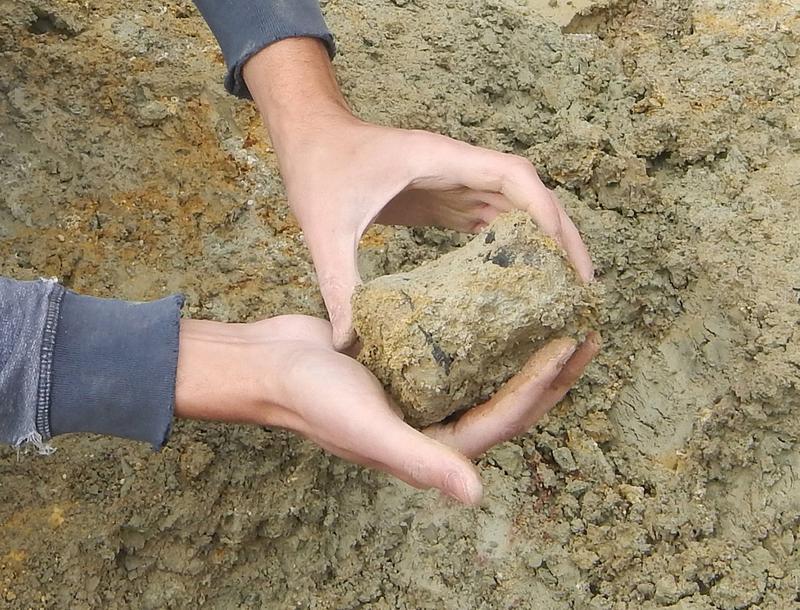 Fund eines Schwanzwirbels eines Sauropodomorphen bei der Grabung in der Nähe von Schleitheim.