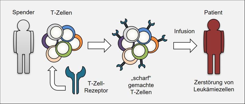 Schema Krebsimmuntherapie