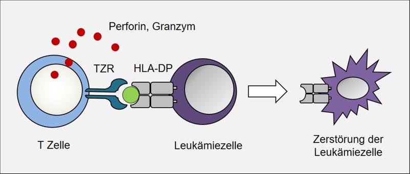 Erkennung von Leukämiezellen durch T-Zellen