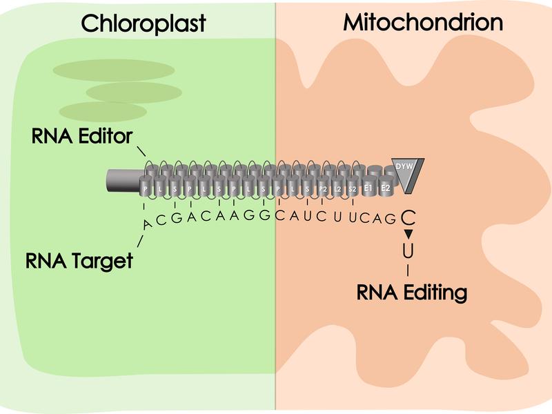 Schematic representation of a PPR protein (here called RNA editor) with its target site. RNA editors correct specific errors in the mitochondria and chloroplasts. 
