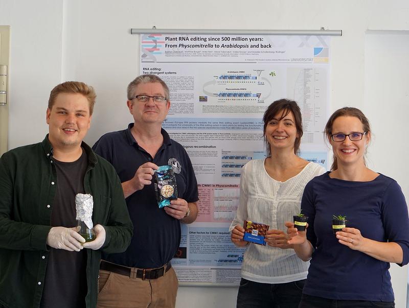The team: (from left) Bastian Oldenkott, Prof. Volker Knoop, Dr. Anke Hein and Dr. Mareike Schallenberg-Rüdinger investigate RNA editing in evolutionarily distant plants. 