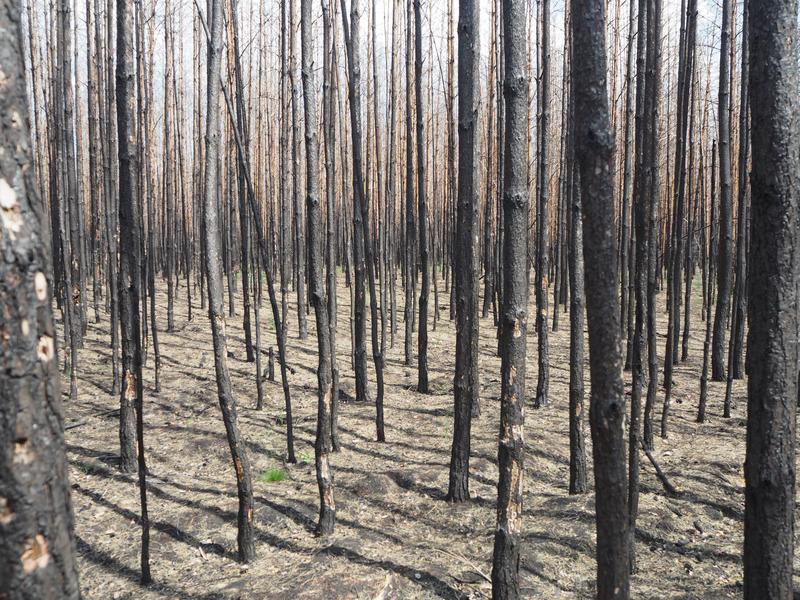 Abgestorbener Kiefernwaldbestand bei Jüterbog ein Jahr nach dem Waldbrand im Jahr 2019